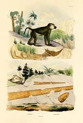 Babian, 1833-39